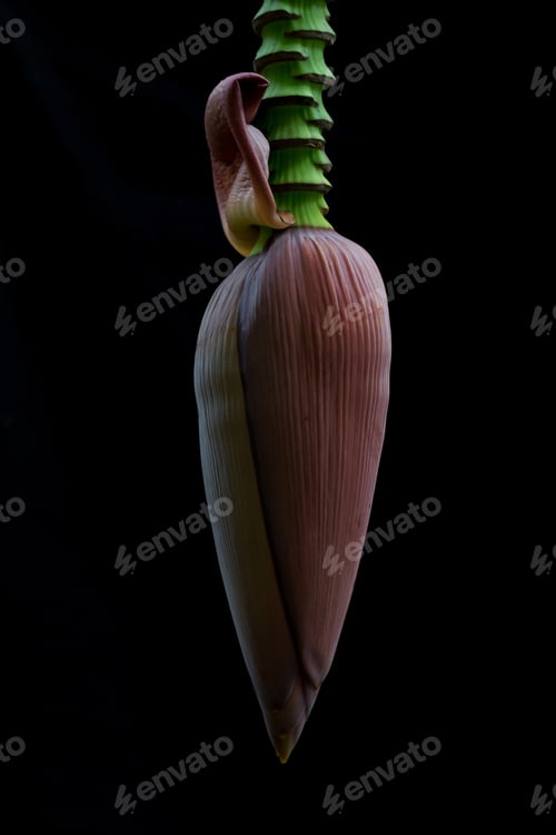 Preview: banana flower isolated on black background, abstract photo