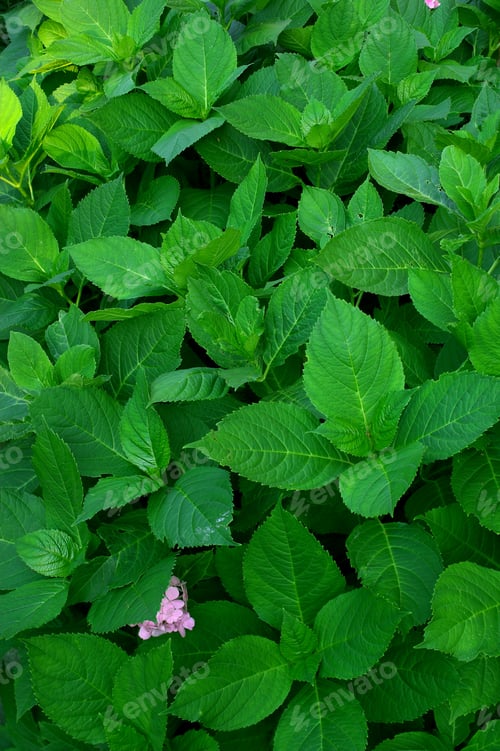 Preview: Nature in abundance. A photo of the garden in summertime.