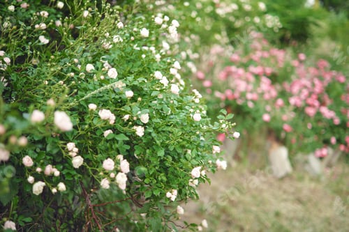 Preview: Dense bushes of blooming white and pink roses, hedge, fence in the garden. Selective focus.