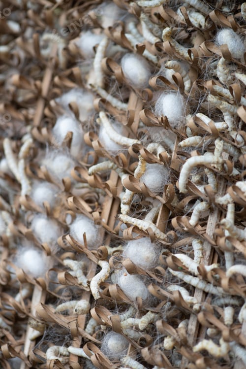 Preview: cocoon