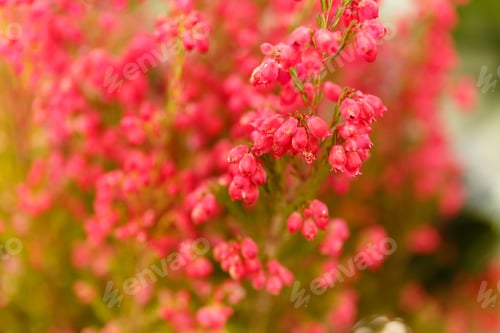 Preview: Close up flowering Calluna vulgaris (common heather, ling, or simply heather)