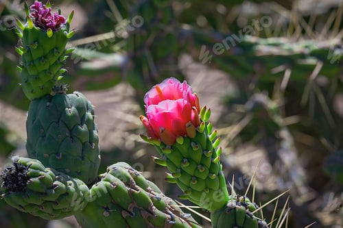 Preview: Cactus fico d'india