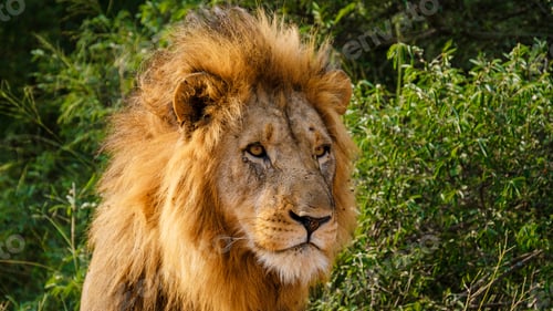 Preview: African Lions during safari game drive in Kruger National park South Africa