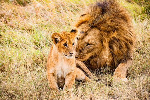 Preview: Lion Lioness Cub Wild Cat Big Five Wildlife Animals