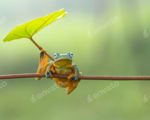Preview: flying frog in nature