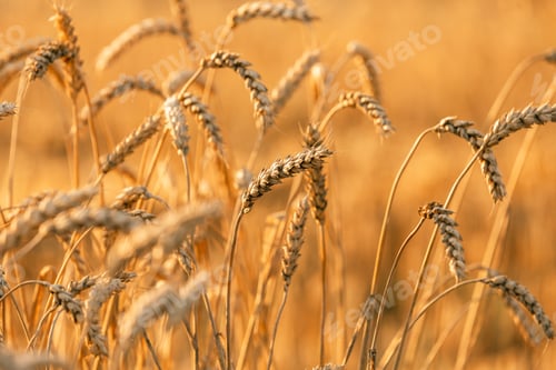 Preview: close-up of ears of wheat in the field
