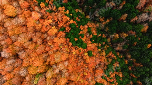 Preview: The Colorful Pattern Of The Tree Tops