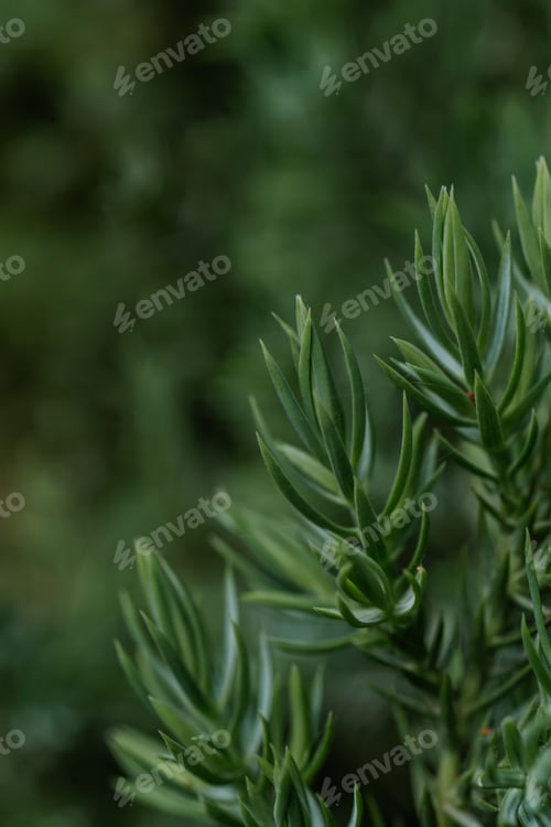 Preview: Natural green background with green juniperus formosana.