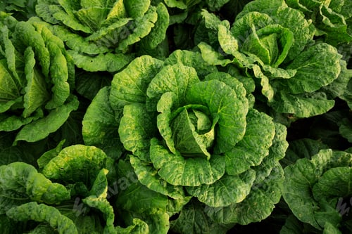 Preview: Chinese cabbage crops growing at field