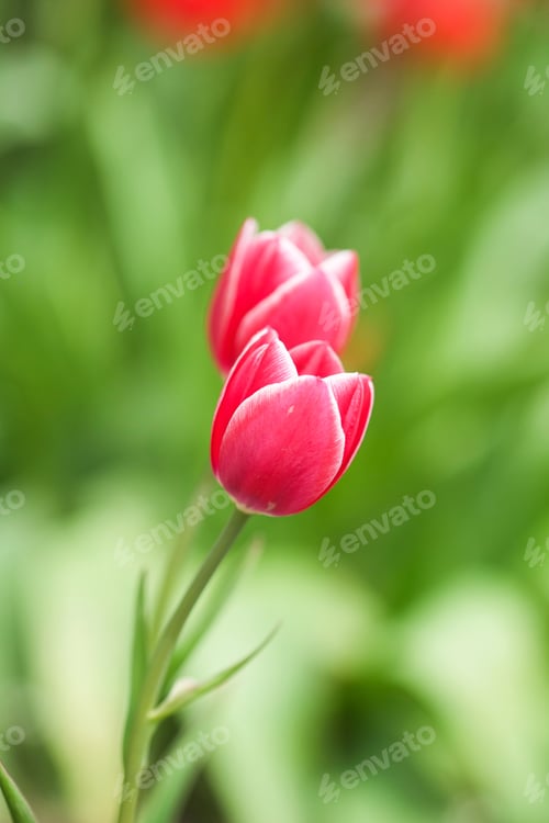 Preview: Pink tulip flowers in bloom, spring season, selective focus and bokeh.