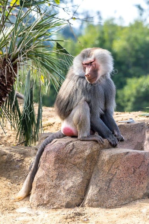 Preview: Baboon Sitting on Rock