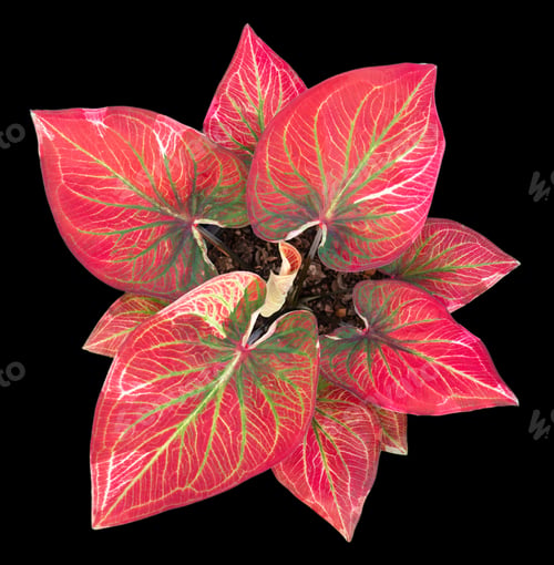 Preview: Beautiful colorful caladium on Black background isolate with clipping path. Queen