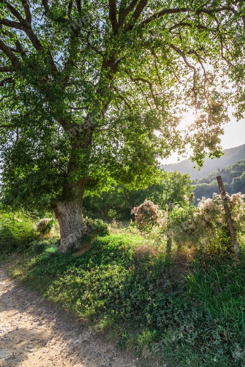 Preview: Trees and country road in Tuscany, Italy