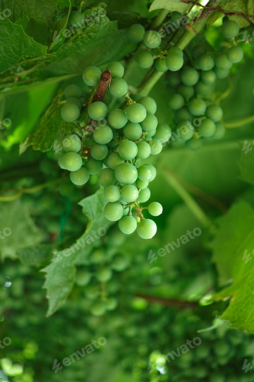 Preview: Unripe grapes