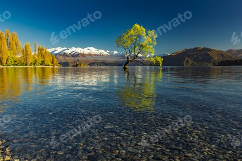 Preview: The Lonely tree of Lake Wanaka and snowy Buchanan Peaks, South I