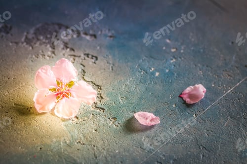 Preview: pink cherry blossom