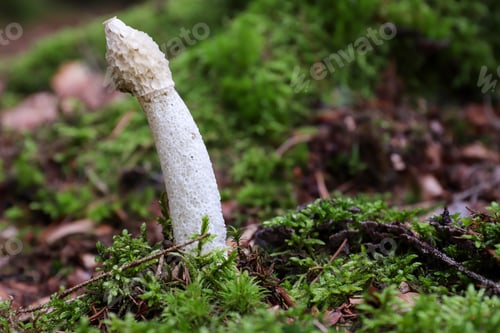 Preview: Fresh Phallus Impudicus