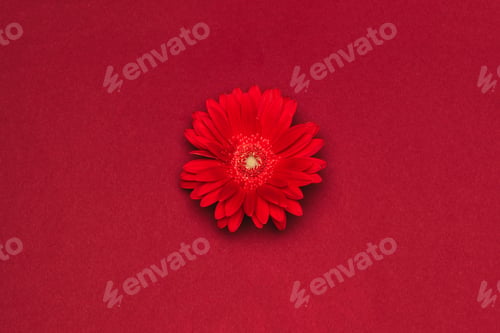 Preview: close up view of beautiful red flower isolated on red