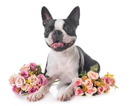 Preview: boston terrier in studio