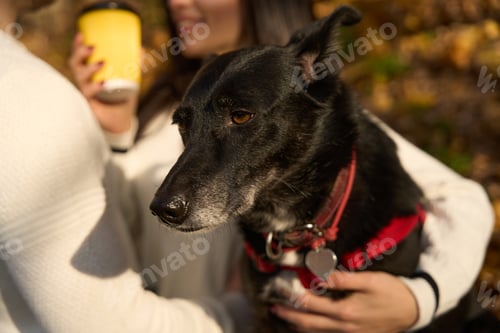 Preview: Calm black dog sits among the fallen leaves