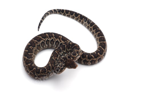 Preview: Cuban tree boa isolated on white background