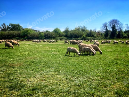 Preview: Sheep