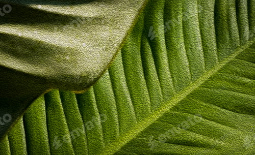 Preview: Abstract texture of green leave in oil paint techniques style, illustration mode