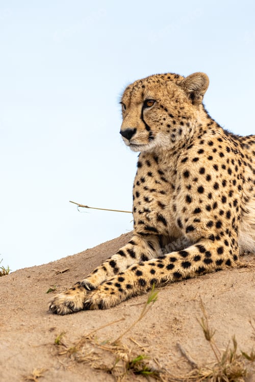 Preview: Elegant Cheetah Resting on a Hillside