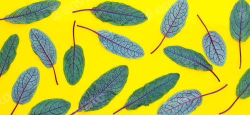 Preview: Red-veined sorrel on yellow background.