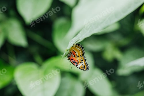 Preview: Leopard Lacewing butterfly resting on a green leaf in lush foliage