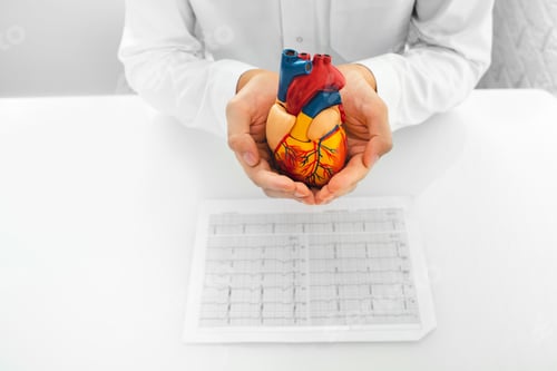 Preview: Cardiologist holding model heart and results of electrocardiogram patient in his hands
