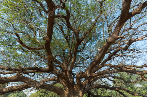 Preview: tree canopy with blue sky