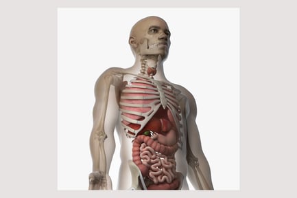 Preview: African Male Anatomy: Skin, Skeleton & Internal Organs