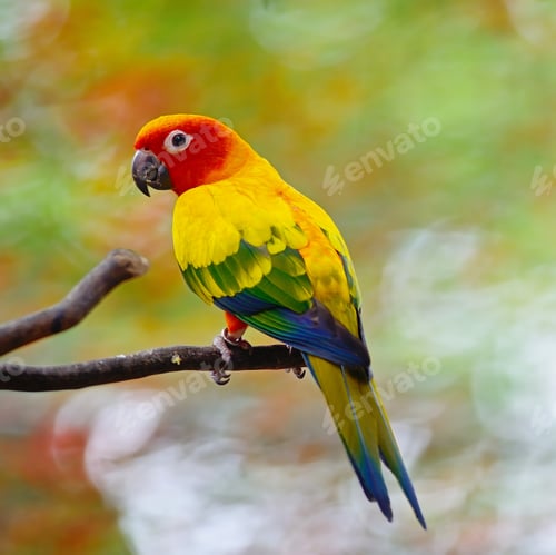 Preview: Sun Conure