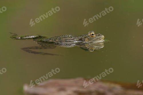 Preview: Marsh Frog resting in a tranquil pond