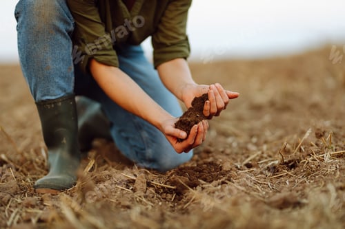 Preview: Close-up of a woman farmer's hands holding fresh soil. Agriculture, gardening concept.