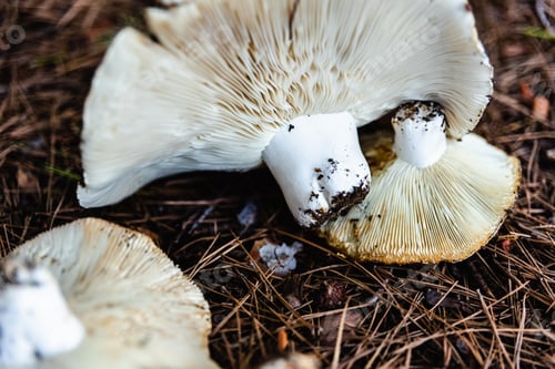 Preview: Edible white autumn mushrooms growing in a park.