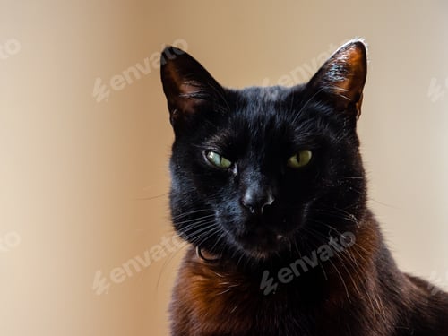 Preview: portrait of black cat face using lilac collar looking to camera