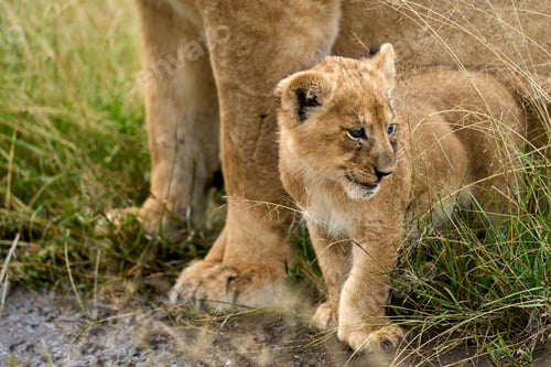 Preview: Little lion cub next to its protective mother