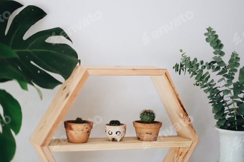 Preview: Little cactus with green leaves in the house.
