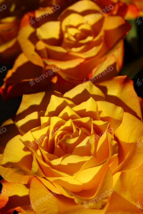 Preview: beautiful bouquet of orange roses with delicate petals