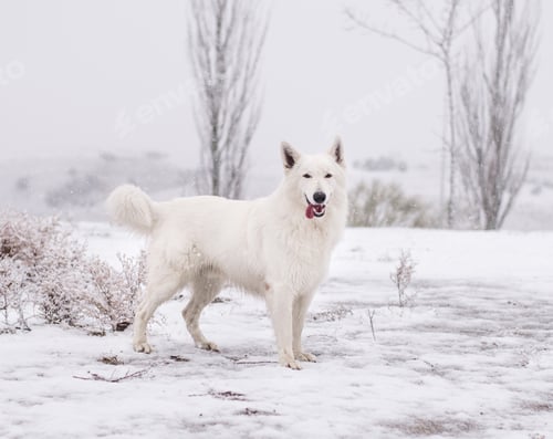 Preview: Dog standing under snow