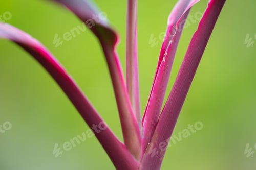 Preview: Tropical Flower