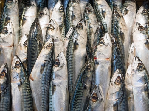Preview: Mackerel Fish at the market