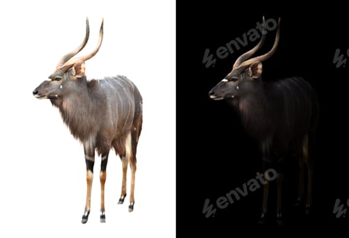 Preview: male nyala on dark and white background