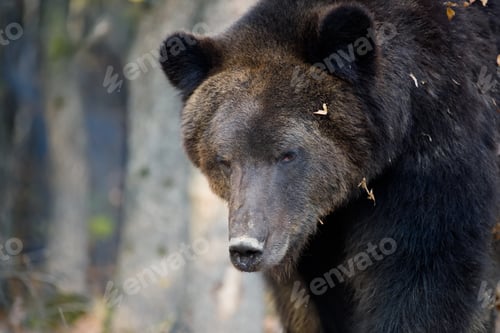 Preview: Wild Brown Bear (Ursus Arctos) portrait in the forest. Animal in natural habitat