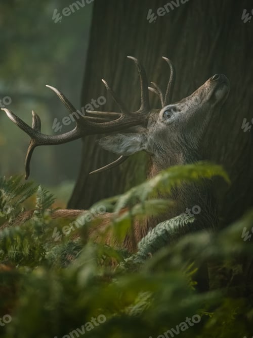 Preview: Side portrait of red deer bellowing stag behind green plans