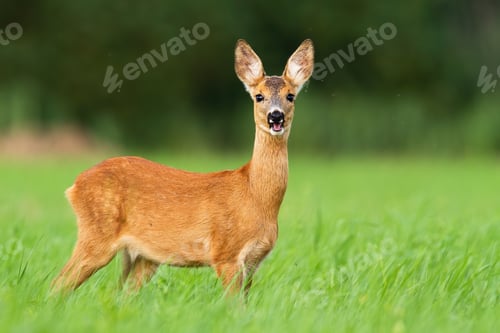 Preview: Adorable roe deer chewing and standing in tall green grass on a vivid pasture