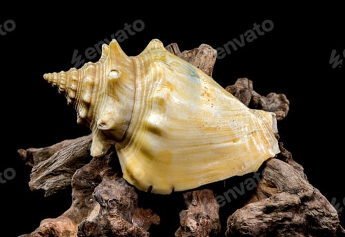 Preview: Strombus pugilis Shell on Driftwood with Black Background
