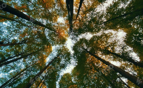 Preview: Trees